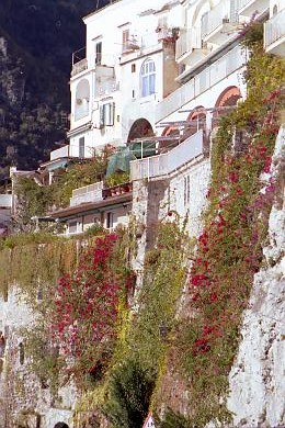 Amalfi plants